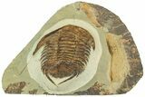 Lower Cambrian Trilobite (Neltneria) - Issafen, Morocco #189923-4